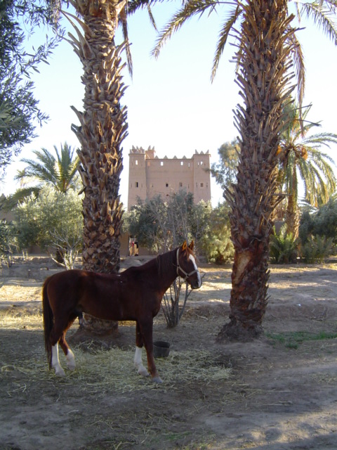 Dar-Lorkam Hotel Ouarzazate Riad Ouarzazate :  loisirs